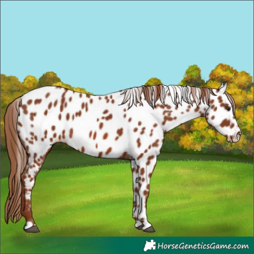 Horse Color:Chestnut Near Leopard 