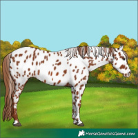 Horse Color:Chestnut Near Leopard