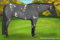 Horse Color:White Spotted Blue Roan