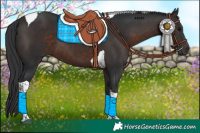 Horse Color:Brown Tobiano