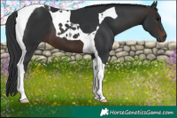 Horse Color:Brown Tobiano 