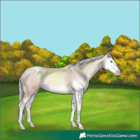 Horse Color:Watercolor Palomino Pearl Mushroom Sabino Splash 