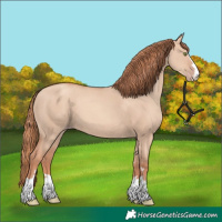 Horse Color:Gold Champagne Dun 
