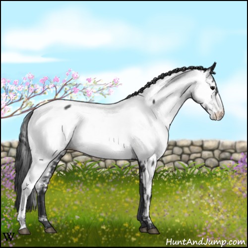 Horse Color:Blue Roan Appaloosa