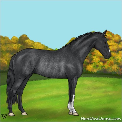 Horse Color:Black Rabicano