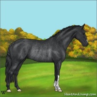 Horse Color:Black Rabicano 
