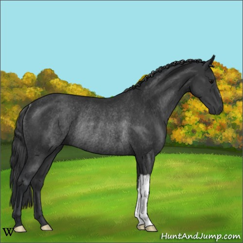 Horse Color:Black Rabicano