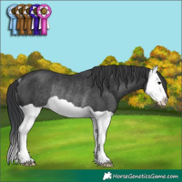Horse Color:Black Splash Rabicano 