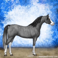 Horse Color:Blue Roan Sabino Splash  and Blue Roan Sabino Splash 