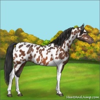 Horse Color:Bay Tobiano Appaloosa Rabicano 