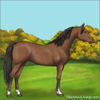 Horse Color:Bay Sabino Rabicano 