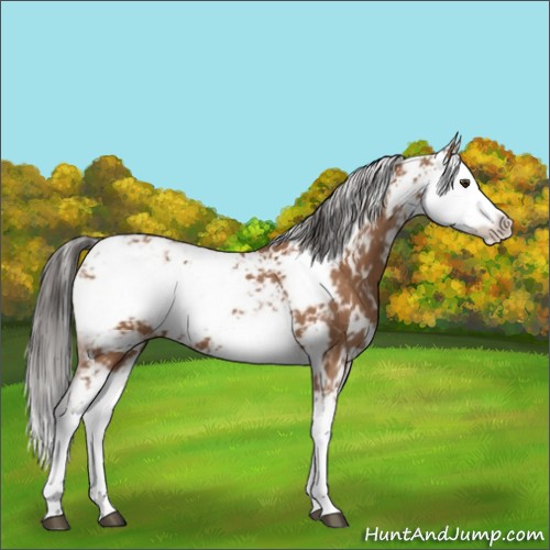 Horse Color:Bay Sabino 