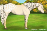 Horse Color:Palomino Appaloosa 