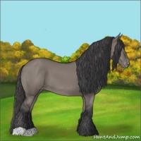 Horse Color:Grullo Varnish 