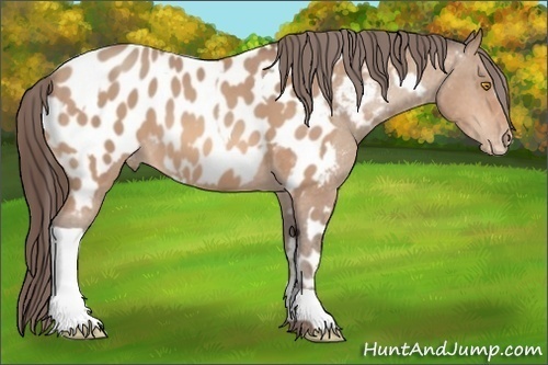 Horse Color:Amber Champagne Tobiano Appaloosa  and Amber Champagne Appaloosa 