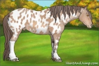 Horse Color:Amber Champagne Tobiano Appaloosa  and Amber Champagne Appaloosa 