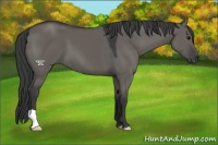 Horse Color:Grullo 
