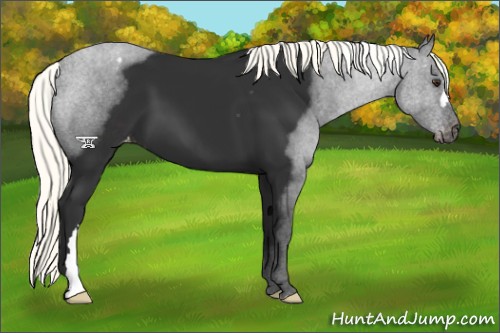 Horse Color:Liver Chestnut Mushroom Appaloosa 