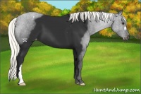 Horse Color:Liver Chestnut Mushroom Appaloosa