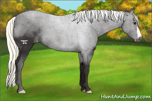 Horse Color:Liver Chestnut Mushroom Appaloosa 