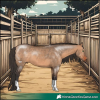 Horse Color:Bay Dun 