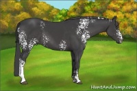 Horse Color:White Spotted Smoky Black