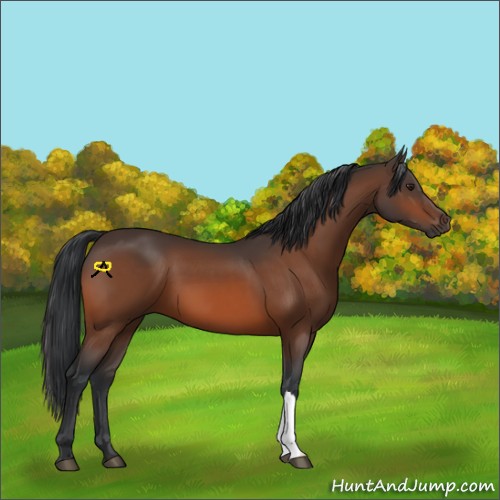 Horse Color:Brown 