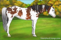 Horse Color:White Spotted Bay Sabino Splash Appaloosa