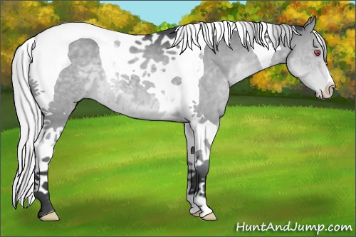 Horse Color:Silver Grullo Chinchilla Tobiano 