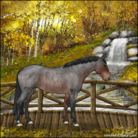 Horse Color:Brown Roan 