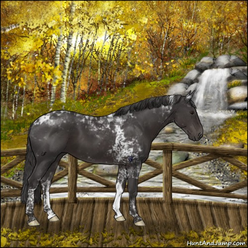 Horse Color:Smoky Black Tobiano 
