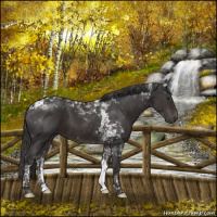 Horse Color:Smoky Black Tobiano 