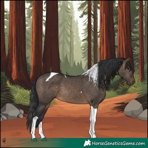 Horse Color:Brown Dun Tobiano 