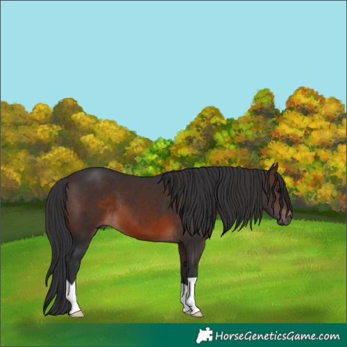 Horse Color:Brown 