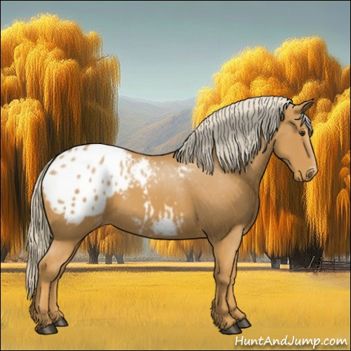 Horse Color:Palomino Appaloosa 