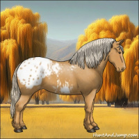 Horse Color:Palomino Appaloosa