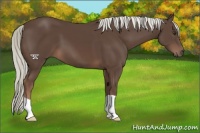 Horse Color:Liver Chestnut Mushroom 