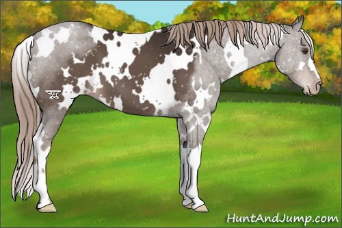 Horse Color:White Spotted Liver Chestnut Appaloosa