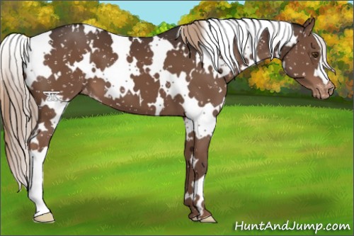 Horse Color:White Spotted Liver Chestnut Appaloosa 