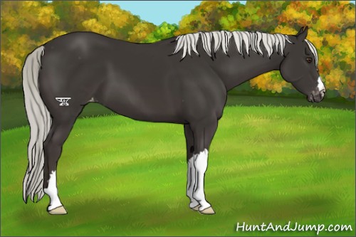 Horse Color:Liver Chestnut Mushroom Appaloosa 