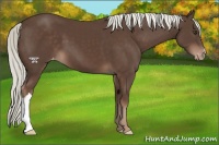 Horse Color:Liver Chestnut Mushroom Appaloosa