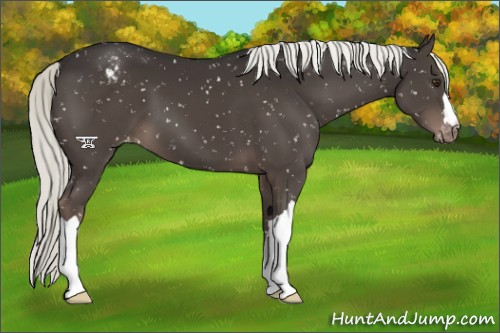 Horse Color:Liver Chestnut Mushroom Appaloosa
