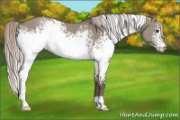 Horse Color:White Spotted Silver Grullo 