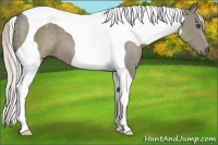 Horse Color:Silver Grullo Tobiano Frame 