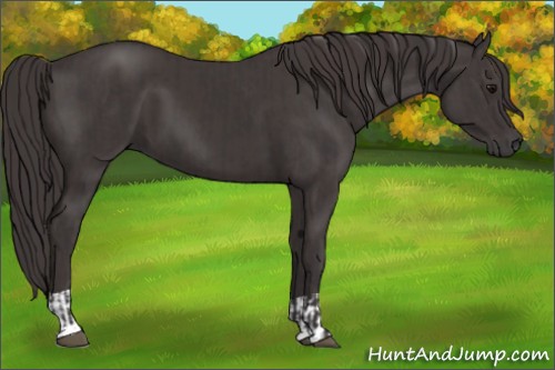 Horse Color:Smoky Black  and Smoky Black 