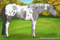 Horse Color:Grullo Tobiano Appaloosa