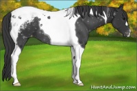 Horse Color:Black Tobiano Appaloosa 