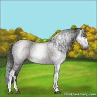 Horse Color:Gray Grullo 