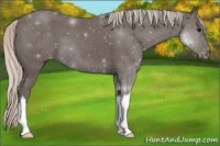 Horse Color:Silver Black Appaloosa 