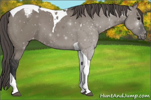 Horse Color:Grullo Tobiano Appaloosa 